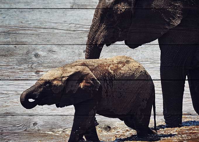 Elephant Art