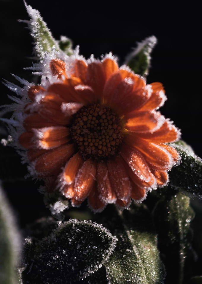 Winter Morning