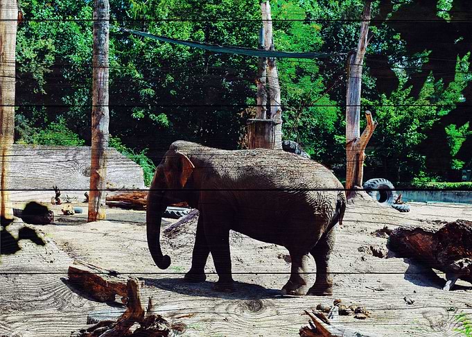 Elephant Art