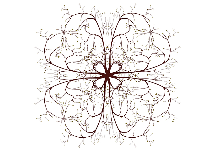 Tree Branches Mandala