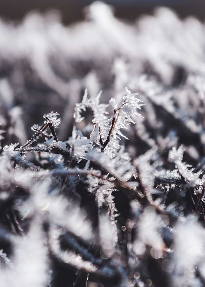 Winter Morning