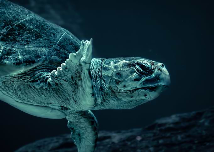 Grumpy Turtle
