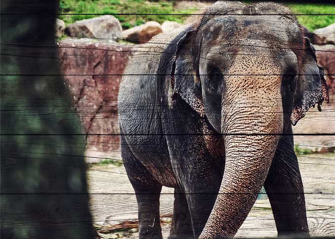Elephant Art