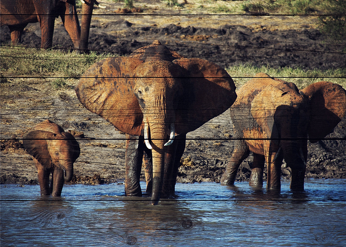 Elephant Art