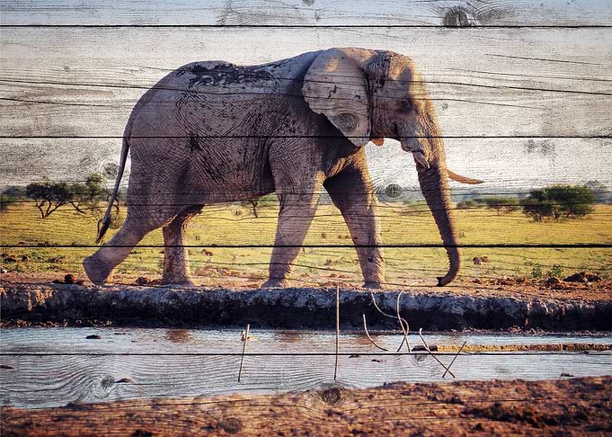 Elephant Art