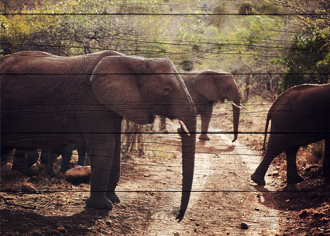 Elephant Art