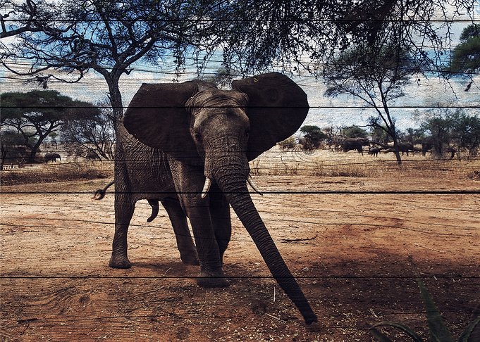 Elephant Art
