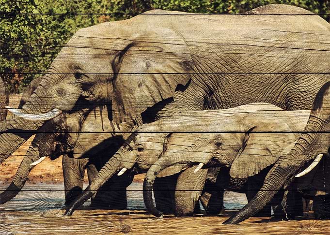 Elephant Art