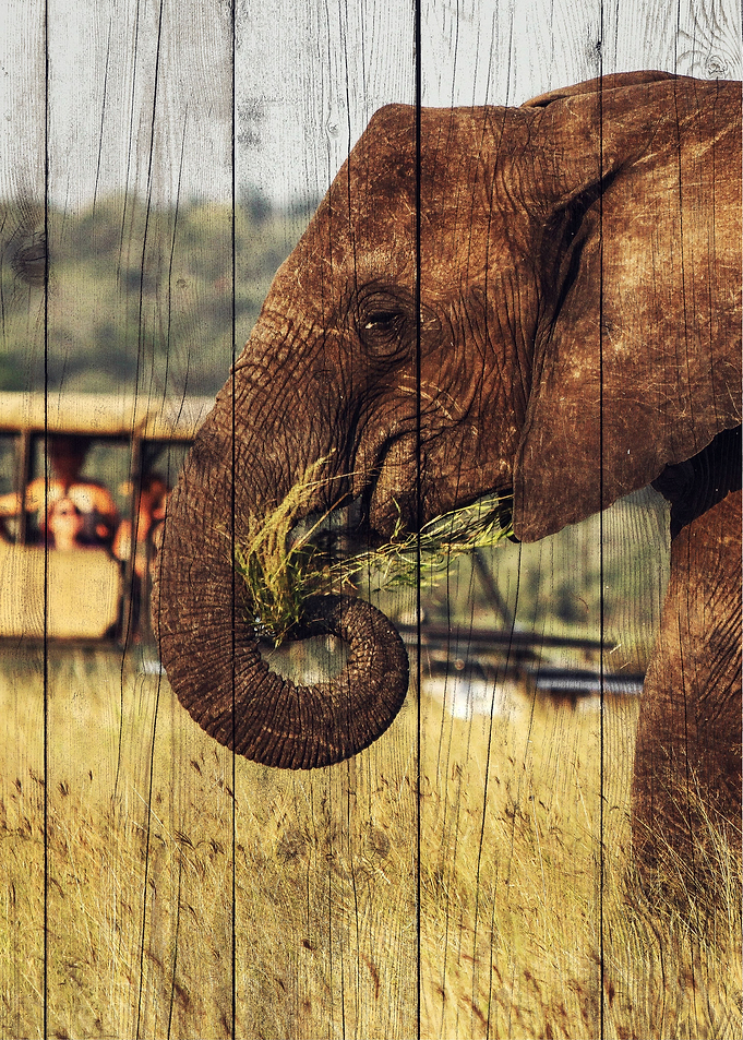 Elephant Art