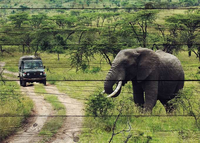 Elephant Art