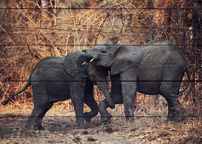 Elephant Art