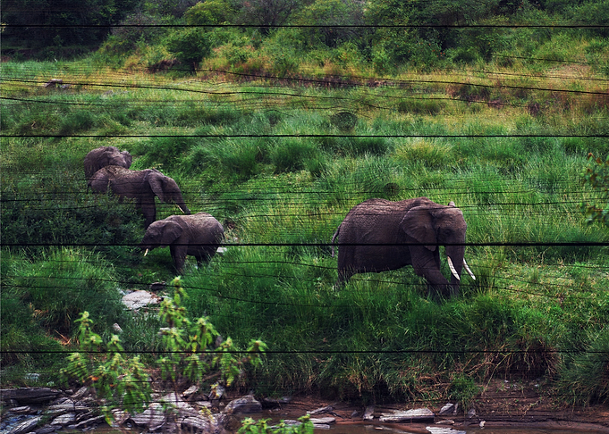 Elephant Art