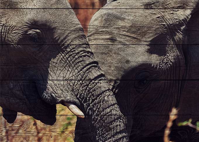 Elephant Art
