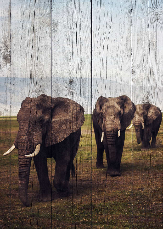 Elephant Art