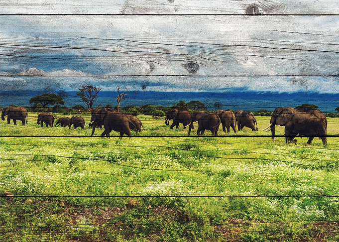 Elephant Art