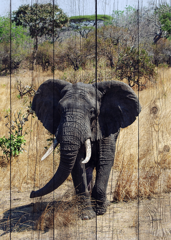Elephant Art