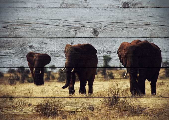 Elephant Art