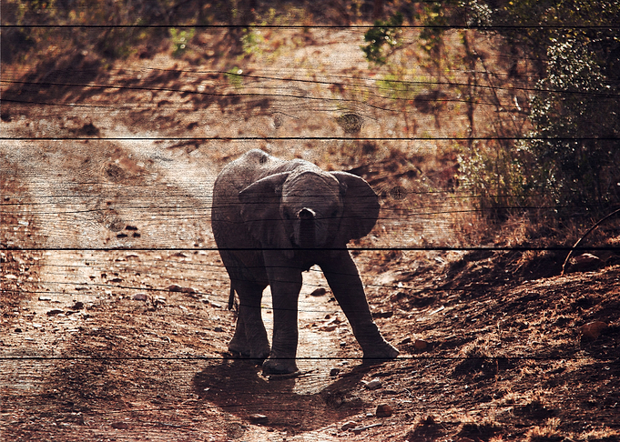 Elephant Art