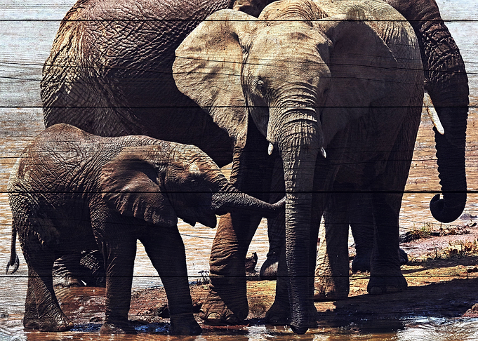 Elephant Art