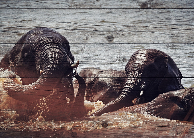 Elephant Art