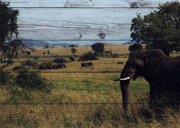 Elephant Art
