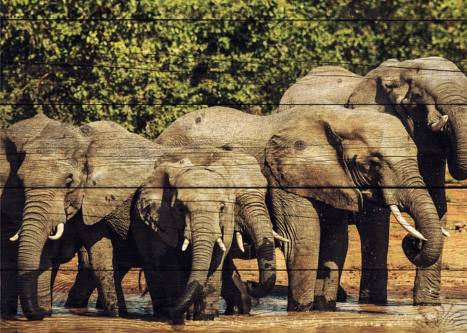 Elephant Art