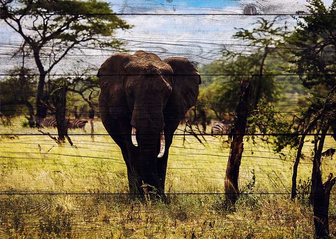 Elephant Art
