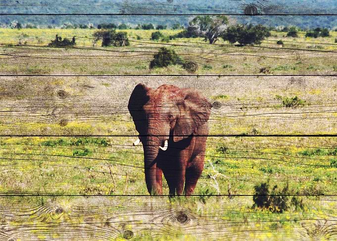 Elephant Art