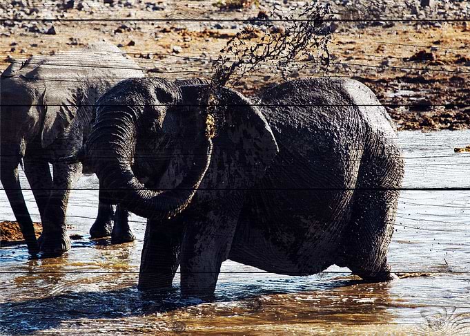 Elephant Art