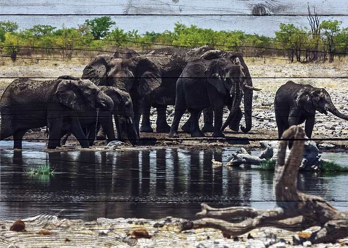 Elephant Art