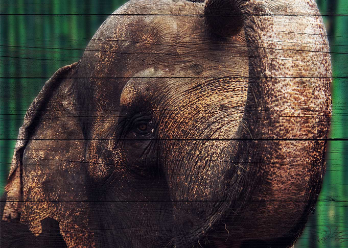 Elephant Art