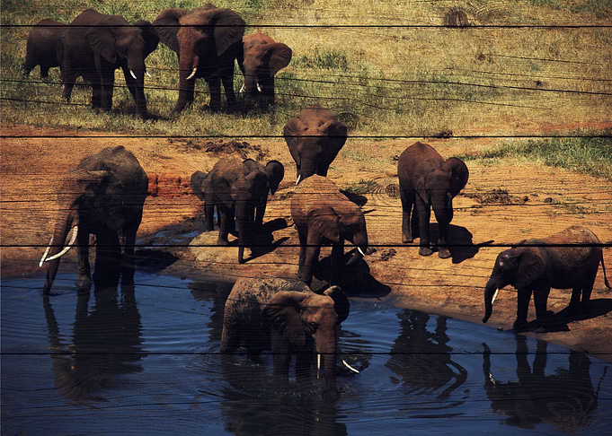 Elephant Art