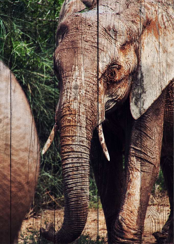 Elephant Art