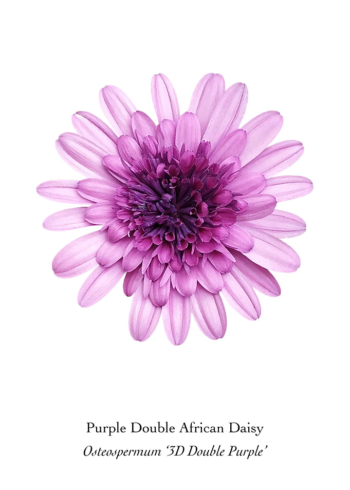 Double African Daisy