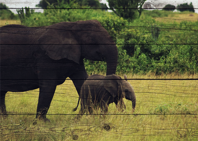 Elephant Art