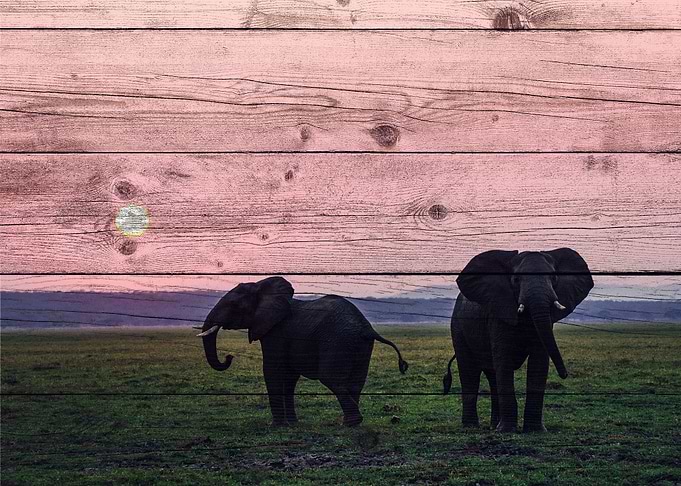 Elephant Art