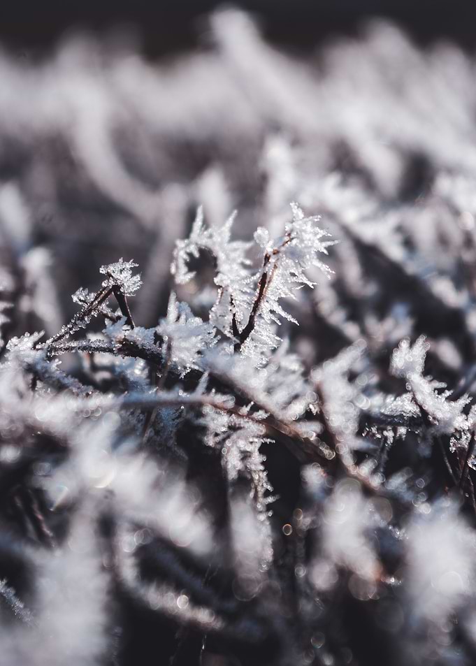 Winter Morning