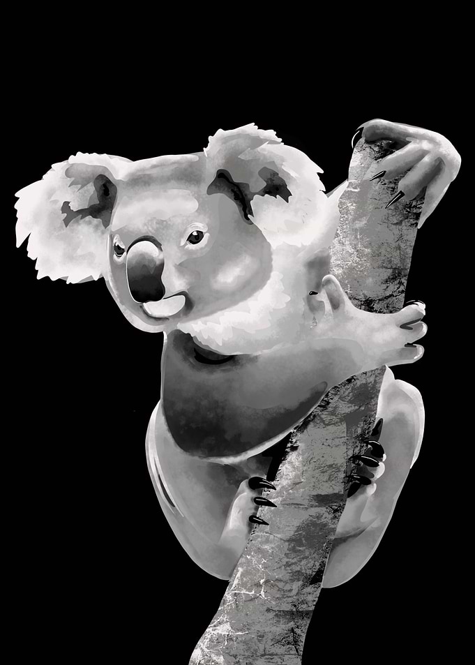 Koala Care