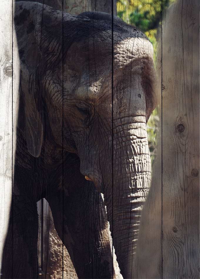 Elephant Art