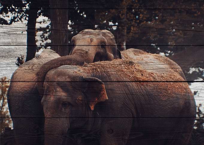 Elephant Art