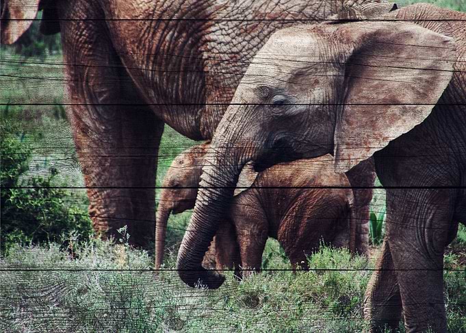 Elephant Art