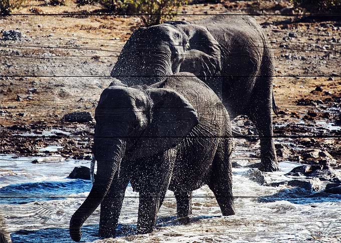 Elephant Art