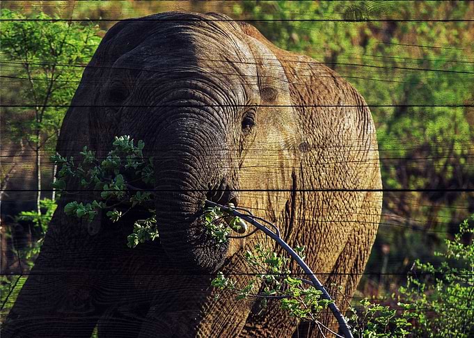 Elephant Art
