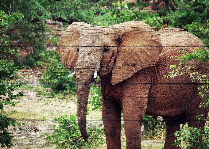 Elephant Art