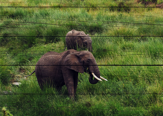 Elephant Art