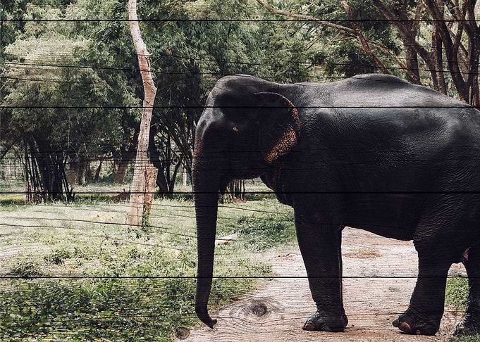 Elephant Art