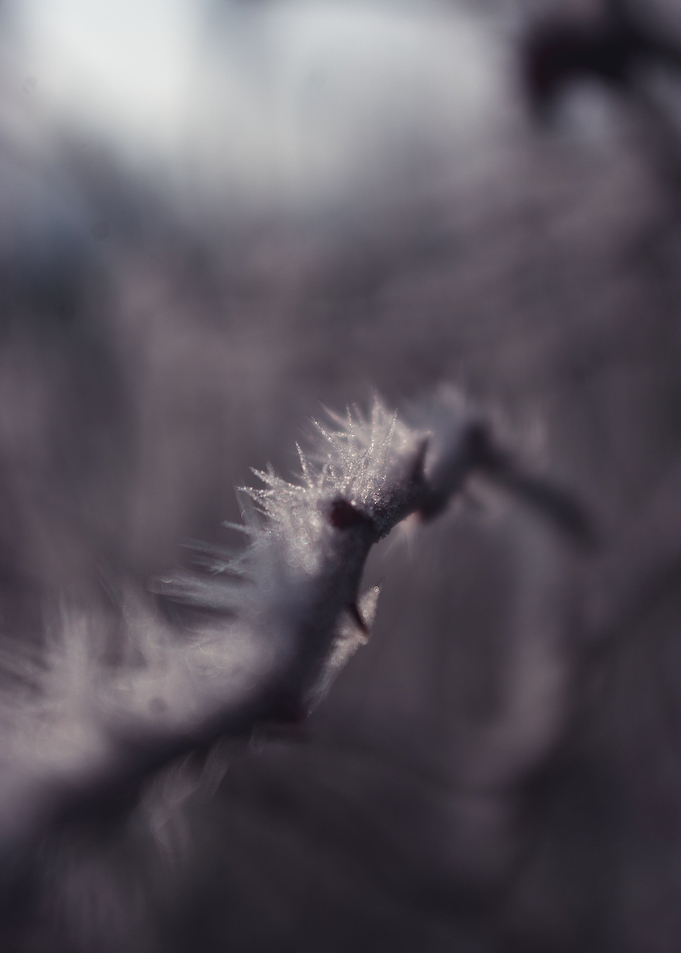 Winter Morning