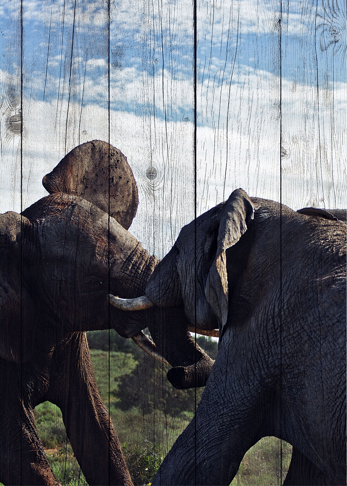 Elephant Art