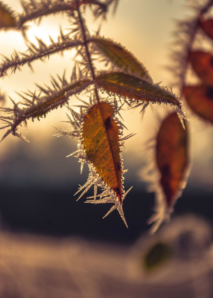 Winter Morning