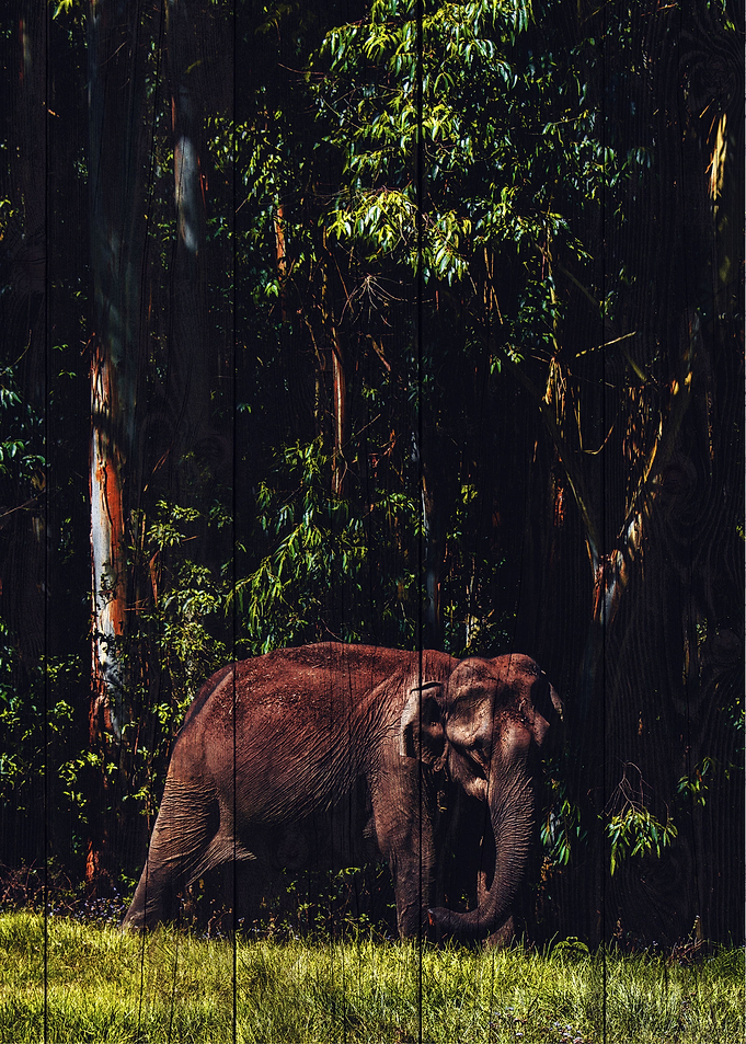 Elephant Art